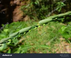 Image result for Phyllanthus virgulatus