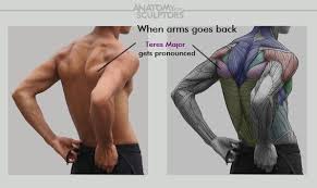 The intrinsic back muscles, which are also called true back muscles. Reference By Anatomy Sculptors Anatomy Reference Anatomy Back Anatomy