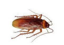 To get rid of cockroach it is very risky due to two most familiar roach types such as german or american roaches which are. Cockroaches Treatment Cockroaches Pest Control Services V Care Pest Control Professionals Dehradun Id 14346660230