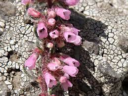 Image result for Erica kingaensis