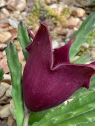 Image result for Stapelia leendertziae