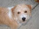 Poodle Beagle mix an essential guide - Practical Paw | The ...