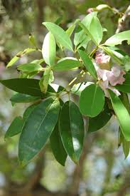 Image result for Tabebuia heterophylla