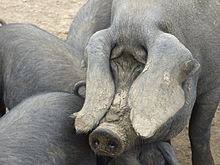 Your pot bellied pig will most likely shed or blow its coat at least once a year. Large Black Pig Wikipedia