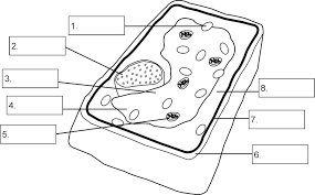 How to draw a plant cell for kids easy and step by step. Simple Plant Cell Drawing At Paintingvalley Com Explore Collection Of Simple Plant Cell Drawing
