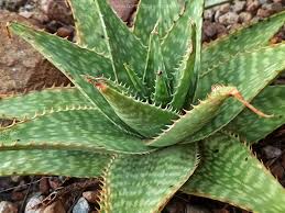 Image result for Aloe plowesii