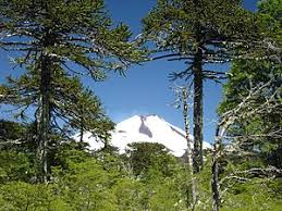 Die chilenische schmucktanne, auch araucaria araucana, erfreut sich dank ihres erscheinungsbilds zunehmender beliebtheit. Chilenische Araukarie Wikipedia