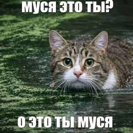 Муся? | Russian with memes