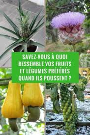 Savez Vous A Quoi Ressemblent Vos Fruits Et Legumes Preferes Quand Ils Poussent Fruits Et Legumes Fruits Faire Pousser Un Avocatier