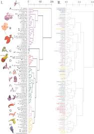 Image result for Impatiens psychadelphoides