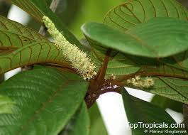 Image result for Terminalia randii