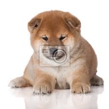 Egal, was sie machen—sie sind süß. Red Shiba Inu Welpen Liegend Leinwandbilder Bilder Hinlegen Ohr Reinrassig Myloview De