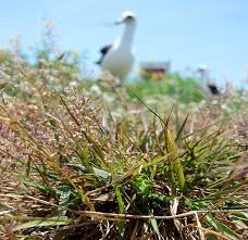 Image result for Eragrostis homblei