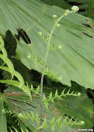 Image result for Pityrogramma argentea