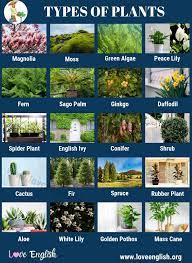 Check spelling or type a new query. Types Of Plants 20 Different Types Of Plants In English Love English Types Of Plants Plants Garden Guide
