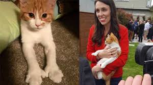 Kedi Sahiplenecekler Icin Temel Ihtiyaclar Listesi Ajanimo