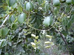 Image result for Dioscorea minutiflora