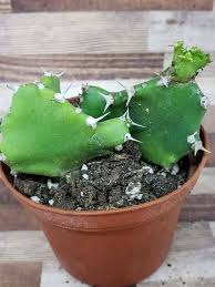 Shop the planet desert cactus collection for unique and beautiful cacti to add to your collection of plants. 3 Live Cactus Plant Euphorbia Tortillas Free Etsy Cactus Succulent Garden Euphorbia Plants Cactus Plants