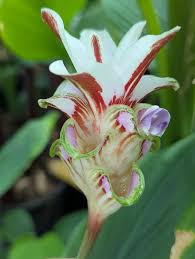 Image result for Siphonochilus kirkii - yellow-flowered form