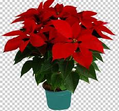 Os insetos levam o néctar, que são os grãos de pólen para outras flores da mesma espécie para elas gerarem um novo descendente. Sindiflores Flor Do Natal Tudo Sobre A Planta Tambem Facebook