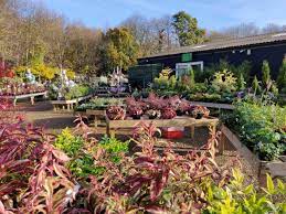 Coolings Potted Garden Nursery Coolings Garden Centre