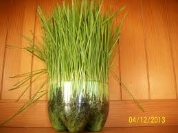 Ha,ha,ha, nu mă pot abține de râs.! Graul De Sfantul Andrei Ellaintaracopiilor S Blog