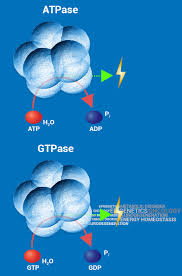 Check spelling or type a new query. Enzymes Signaling Proteins Extracellular Ligands Signaling Reagents Antibodies