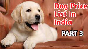 Check spelling or type a new query. Dog Price List In India 2019 Part 3 Dog Price List Youtube