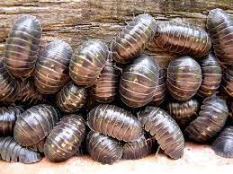 However, if conditions are too comfortable for them their numbers can quickly get out of hand, and they'll start to have a negative impact. Protect Your Garden Get Rid Of Woodlice