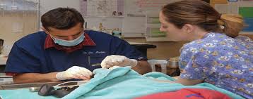 1,728 banfield pet hospital reviews. Testimonials And Reviews Belle Mead Animal Hospital In Hillsborough Nj