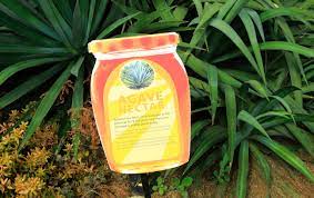 Agave Syrup As A Diabetes Friendly Sugar Substitute