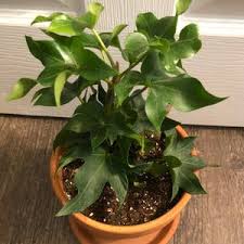 Image result for × Fatshedera