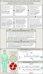 Spindles formed during cell divisions in anastral i.e thanks for your support. The Ratio Of Bacteria To Human Cells A A Non Exhaustive Lineage Tree Download Scientific Diagram