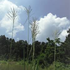 Image result for Phacelurus huillensis