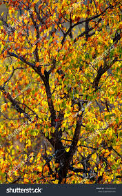 Image result for Rhigozum zambesiacum