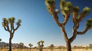 There are 650 nevada plants for sale on etsy, and they cost 16,05 $ on average. Yucca San Diego Zoo Animals Plants