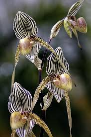 rare paphiopedilum orchid unusual flowers beautiful orchids orchids