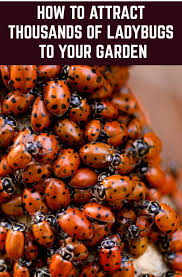 Maybe you would like to learn more about one of these? How To Attract Thousands Of Ladybugs To Your Garden Keep Them There Garden Animals Beneficial Insects Garden Pests