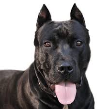 All these dogs share some physical characteristics and personality; Pitbull Colors Rare Uncommon Colors Of Pitbulls