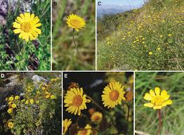 Image result for Anisopappus paucidentatus