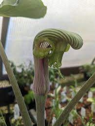 Image result for Arisaema