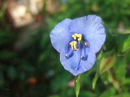 Image result for Commelina triangulispatha