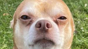 You can still be part of our lifesaving work by making a donation. Prancer The Demonic Chihuahua Gets Adopted Fox23 News