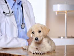 Vets pets encourages professional growth and individuality. Learn About Being Small Animal Veterinarian