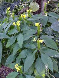Image result for Barleria setosa