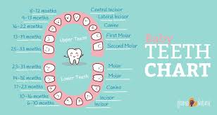 baby teething chart what order do they come in mama natural