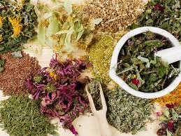 Las plantas ms aconsejables son las siguientes: Plantas Que Curan Y Sanan La Diabetes 4 Poderosas Plantas Que Te Ayudan A Controlar La Diabetes Las Mejores Plantas Para La Diabetes The Best Drop Fade Hairstyles