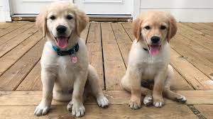Maybe you would like to learn more about one of these? Here S Where And How To Adopt A Pet In Southeast Texas 12newsnow Com