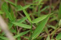 Image result for Digitaria longiflora