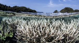 Great Barrier Reef Wenn Es Zu Spat Ist Sonnenseite Okologische Kommunikation Mit Franz Alt